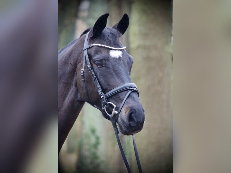 Holsteiner Merrie 7 Jaar 164 cm Zwartbruin in Lienen