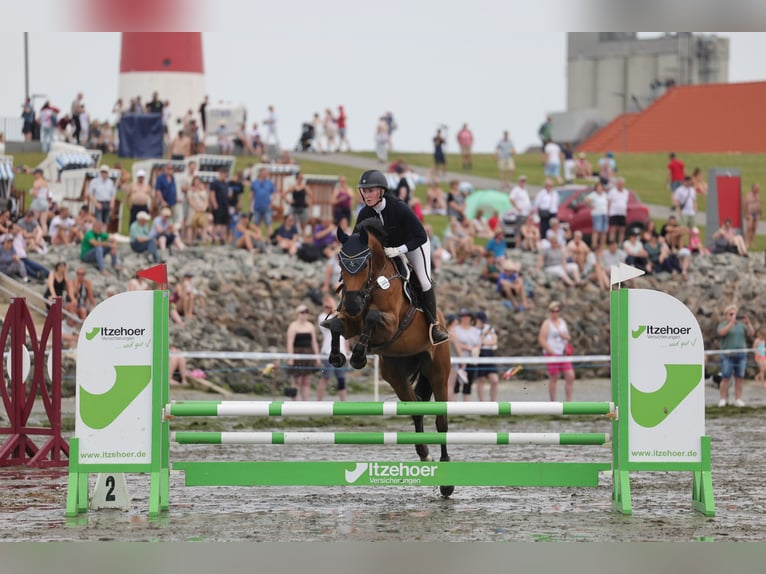 Holsteiner Merrie 7 Jaar 165 cm Bruin in Norderstedt