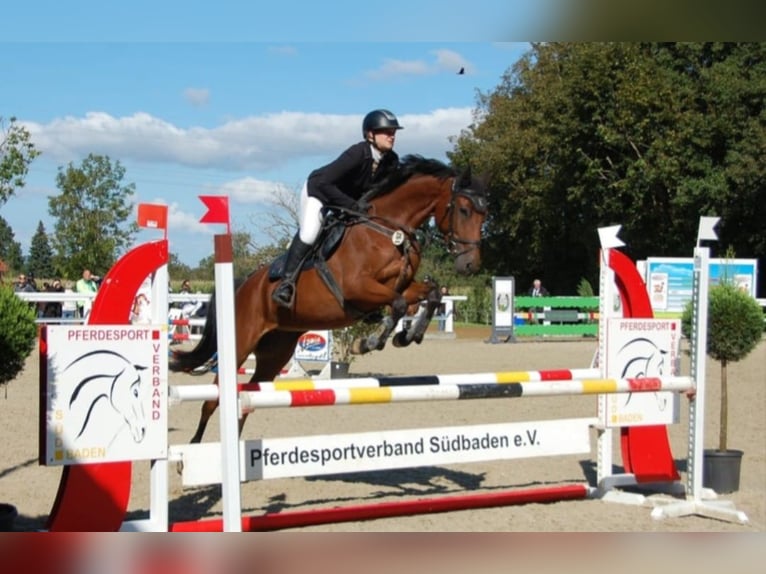 Holsteiner Merrie 7 Jaar 165 cm Bruin in Lörrach