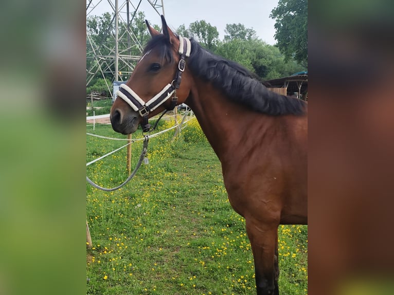 Holsteiner Merrie 7 Jaar 165 cm Bruin in Lörrach