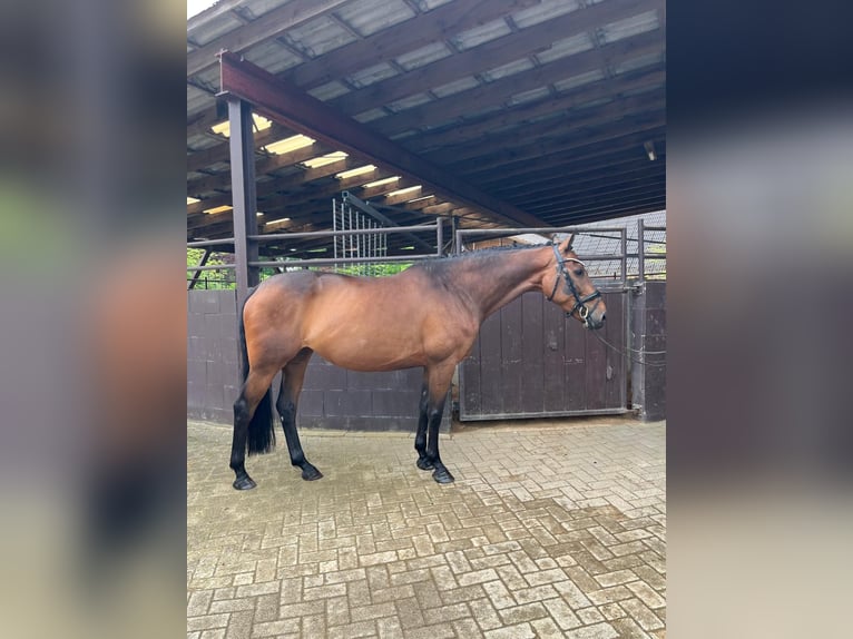 Holsteiner Merrie 7 Jaar 165 cm Bruin in ScheeßelScheeßel