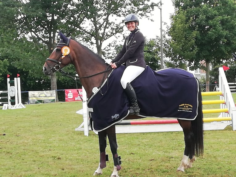 Holsteiner Merrie 7 Jaar 165 cm Bruin in Hartenstein
