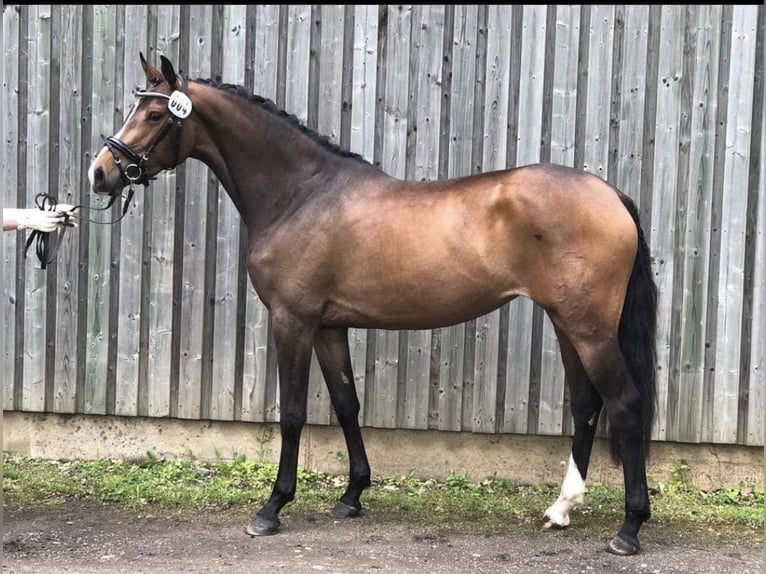 Holsteiner Merrie 7 Jaar 165 cm Donkerbruin in Stoltenberg