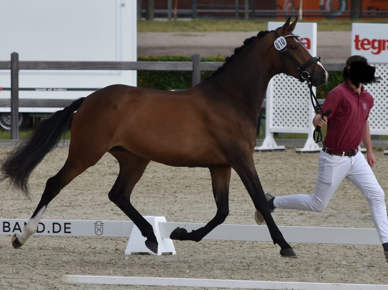 Holsteiner Merrie 7 Jaar 165 cm Donkerbruin in Stoltenberg