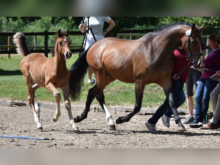 Holsteiner Merrie 7 Jaar 165 cm Donkerbruin in Stoltenberg