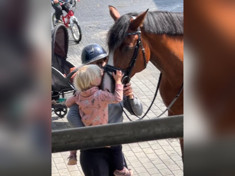 Holsteiner Merrie 7 Jaar 166 cm Bruin in Elsdorf