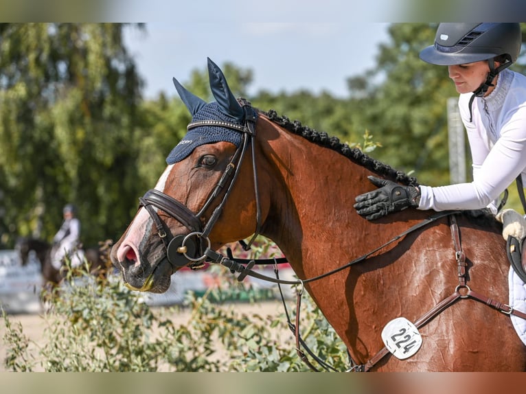 Holsteiner Merrie 7 Jaar 166 cm Bruin in Elsdorf