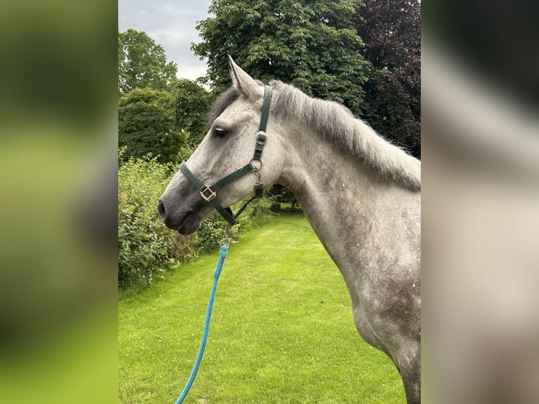 Holsteiner Merrie 7 Jaar 166 cm Schimmel in L&#xFC;beck