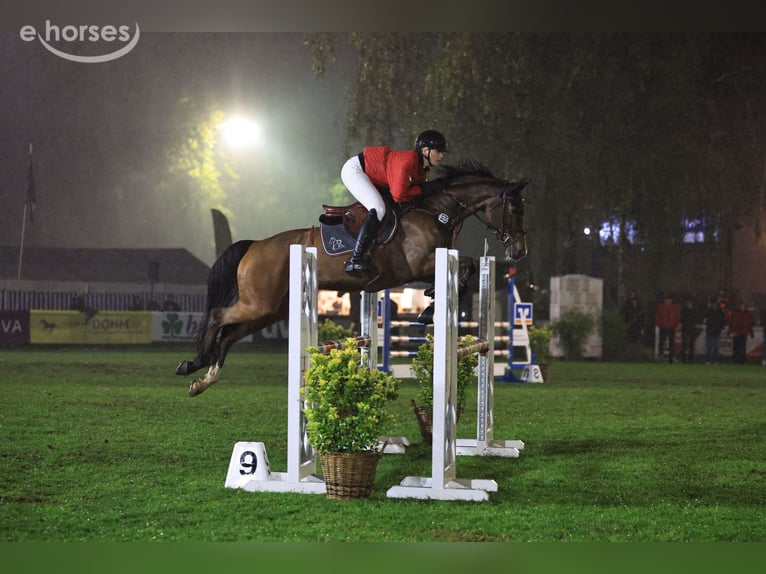 Holsteiner Merrie 7 Jaar 166 cm  in Oststeinbek