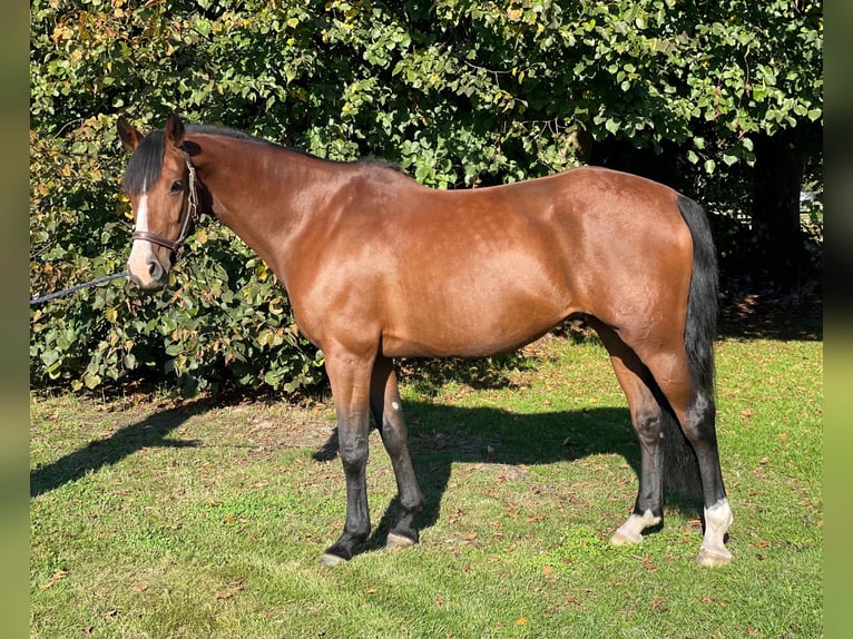 Holsteiner Merrie 7 Jaar 167 cm Bruin in GROTE-BROGEL