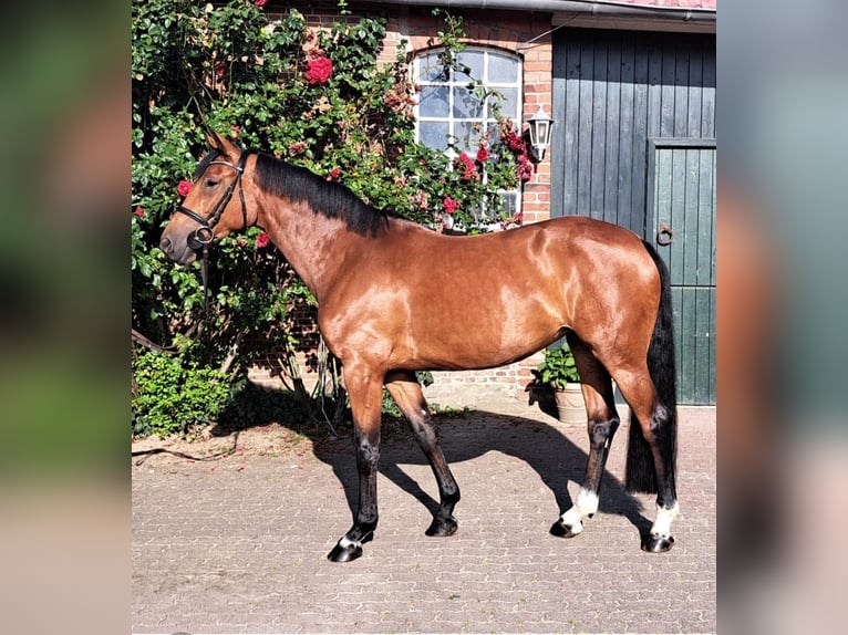 Holsteiner Merrie 7 Jaar 167 cm Bruin in Gadebusch