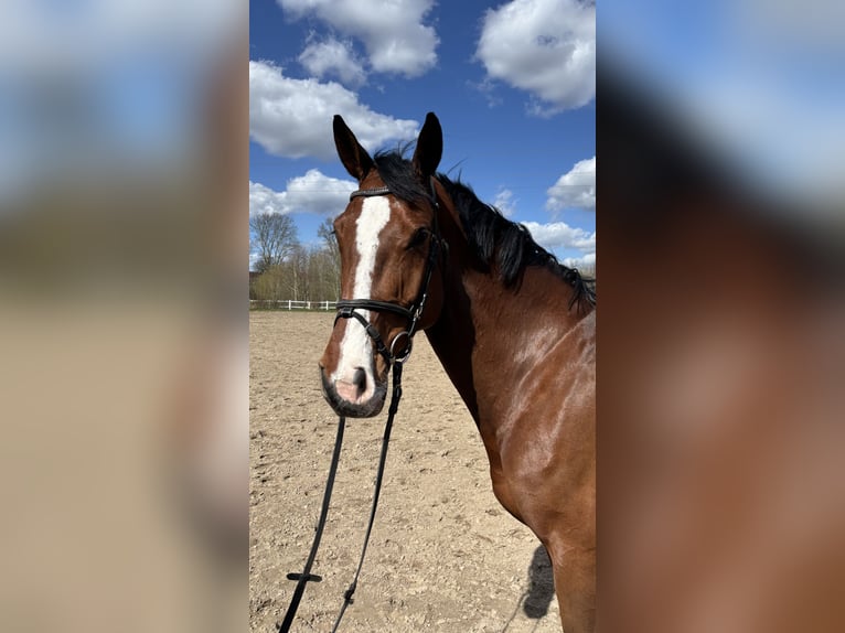 Holsteiner Merrie 7 Jaar 167 cm Bruin in Schulendorf