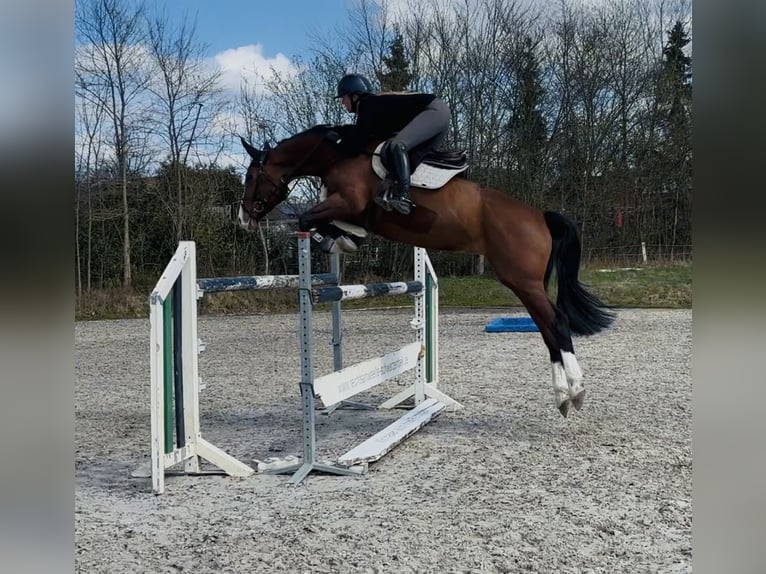 Holsteiner Merrie 7 Jaar 167 cm Bruin in Schulendorf