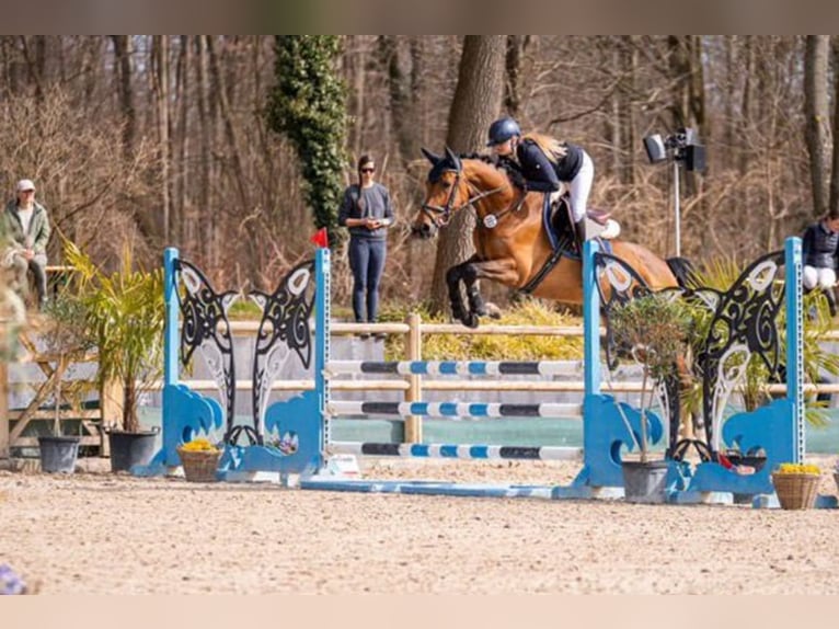 Holsteiner Merrie 7 Jaar 167 cm Bruin in Wächtersbach