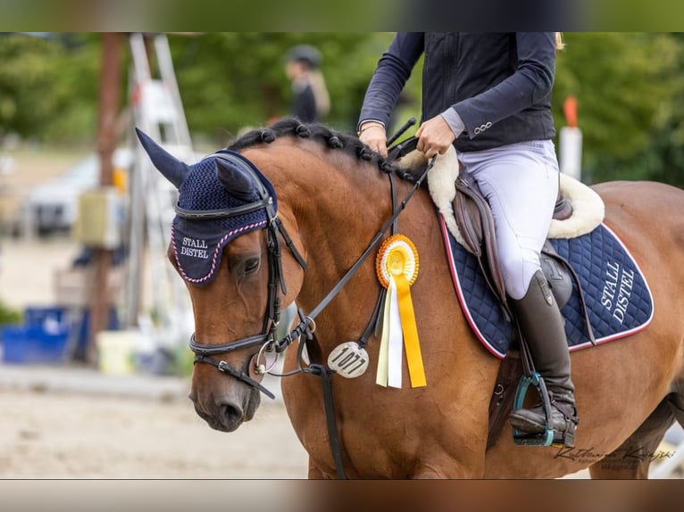 Holsteiner Merrie 7 Jaar 167 cm Bruin in Wächtersbach