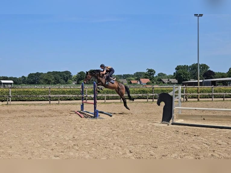 Holsteiner Merrie 7 Jaar 167 cm Donkerbruin in Willich