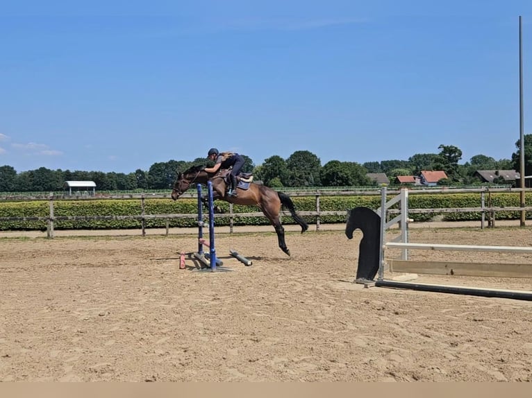 Holsteiner Merrie 7 Jaar 167 cm Donkerbruin in Willich