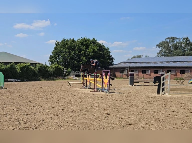 Holsteiner Merrie 7 Jaar 167 cm Donkerbruin in Willich
