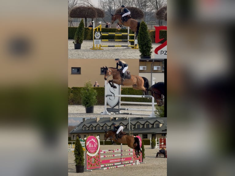 Holsteiner Merrie 7 Jaar 167 cm Roodbruin in Piaski