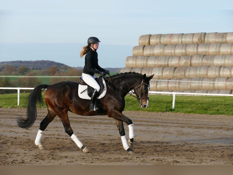 Holsteiner Merrie 7 Jaar 167 cm Zwartbruin in Ganschow