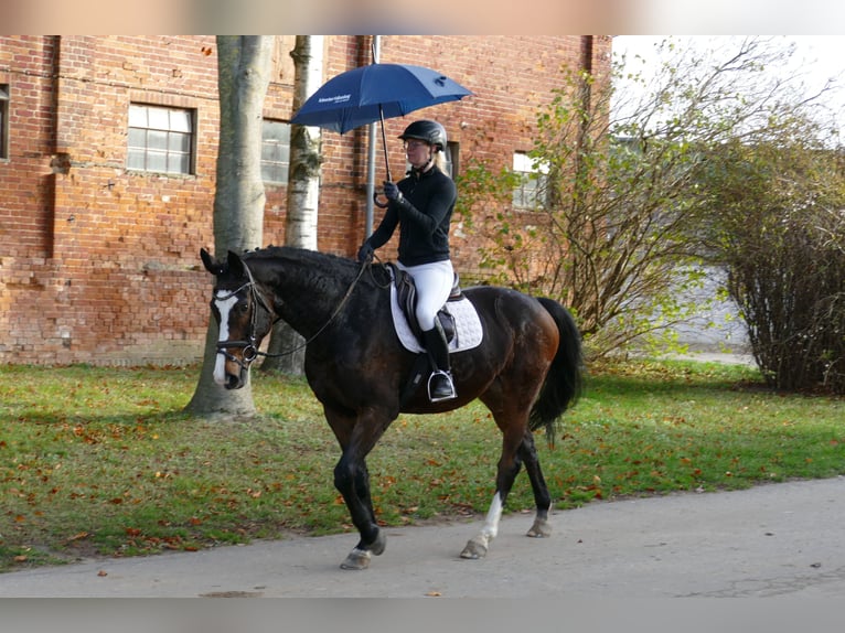 Holsteiner Merrie 7 Jaar 167 cm Zwartbruin in Ganschow