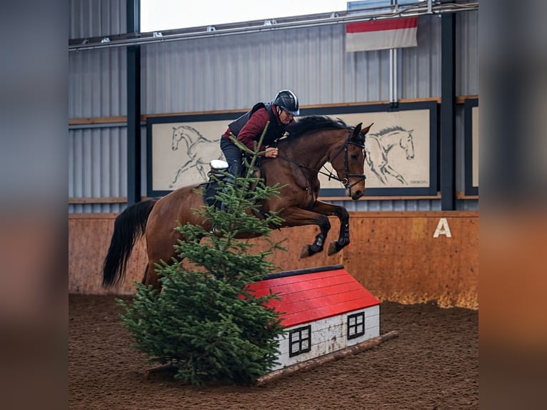 Holsteiner Merrie 7 Jaar 168 cm Bruin in Kollmoor