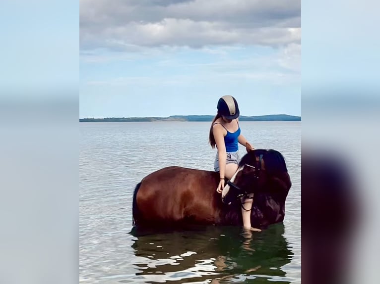 Holsteiner Merrie 7 Jaar 168 cm Bruin in Schlesen