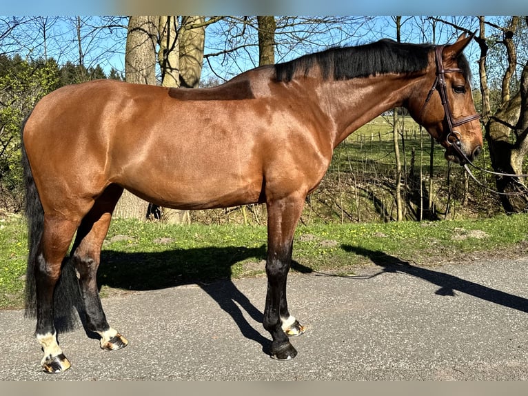 Holsteiner Merrie 7 Jaar 168 cm Bruin in Oersdorf