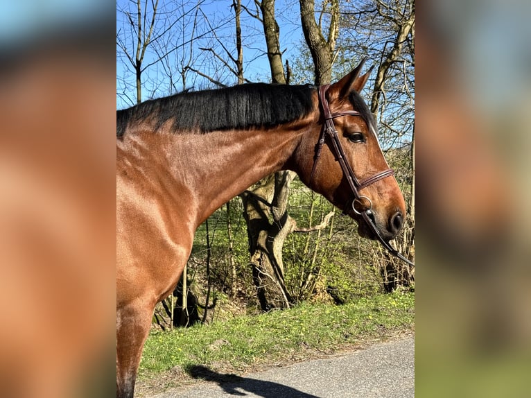 Holsteiner Merrie 7 Jaar 168 cm Bruin in Oersdorf