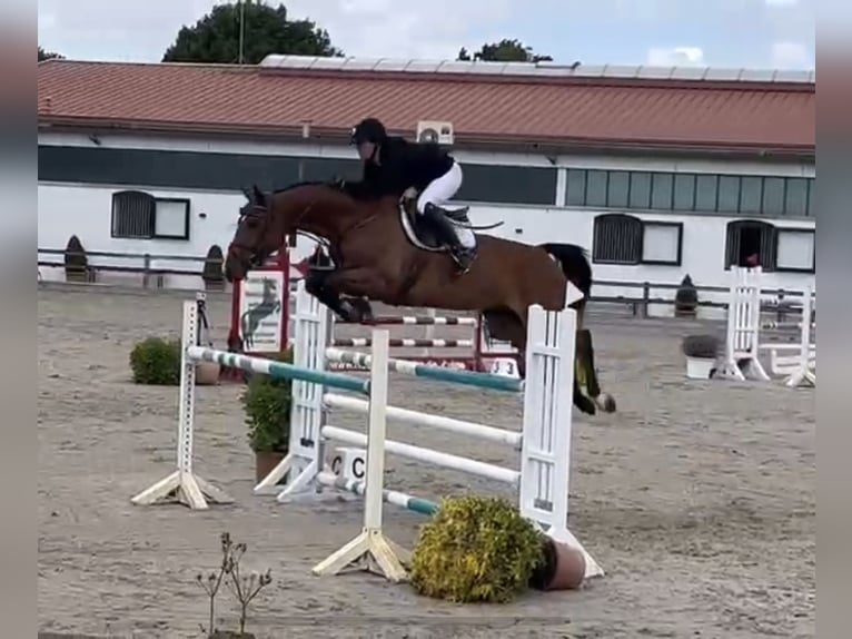 Holsteiner Merrie 7 Jaar 168 cm Bruin in Lübeck