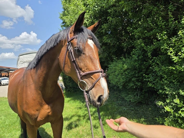 Holsteiner Merrie 7 Jaar 168 cm Bruin in Pilsach