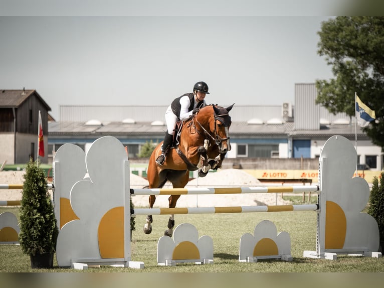 Holsteiner Merrie 7 Jaar 168 cm Bruin in Ulm