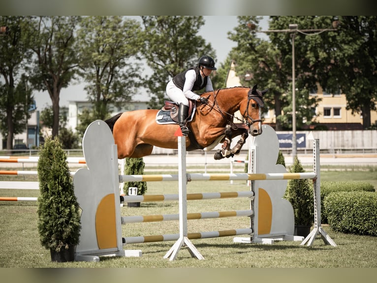 Holsteiner Merrie 7 Jaar 168 cm Bruin in Ulm