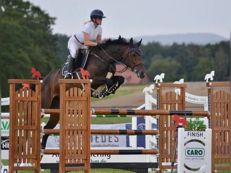 Holsteiner Merrie 7 Jaar 168 cm Donkerbruin in Hoya