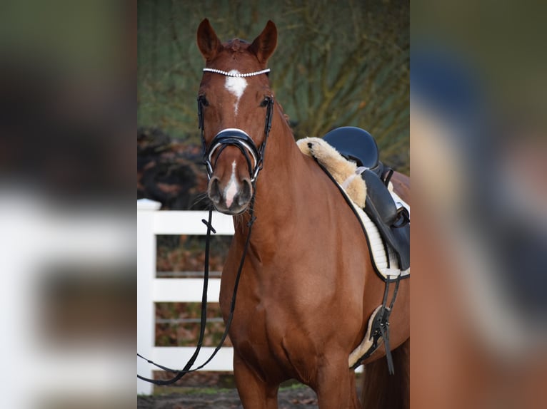 Holsteiner Merrie 7 Jaar 168 cm Vos in D&#xE4;tgen