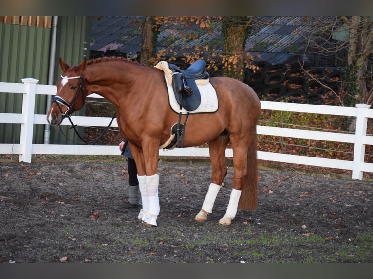 Holsteiner Merrie 7 Jaar 168 cm Vos in D&#xE4;tgen