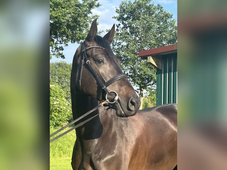 Holsteiner Merrie 7 Jaar 168 cm Zwartbruin in Bargenstedt