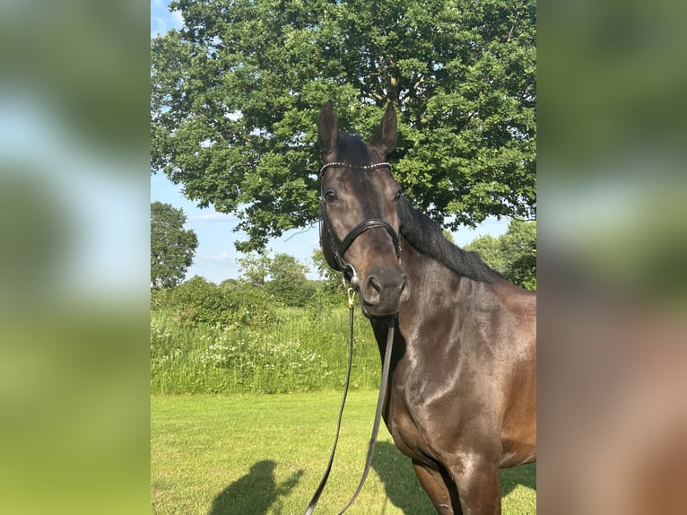 Holsteiner Merrie 7 Jaar 168 cm Zwartbruin in Bargenstedt