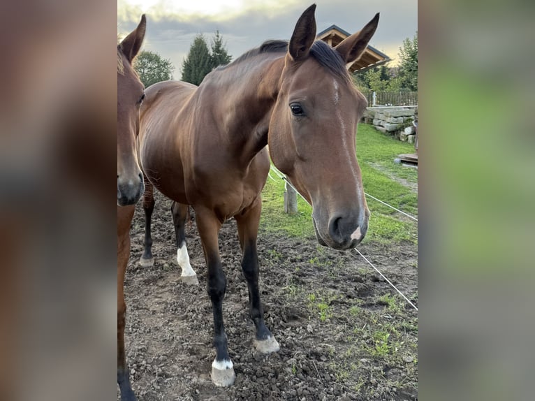 Holsteiner Merrie 7 Jaar 169 cm Bruin in Glashütte