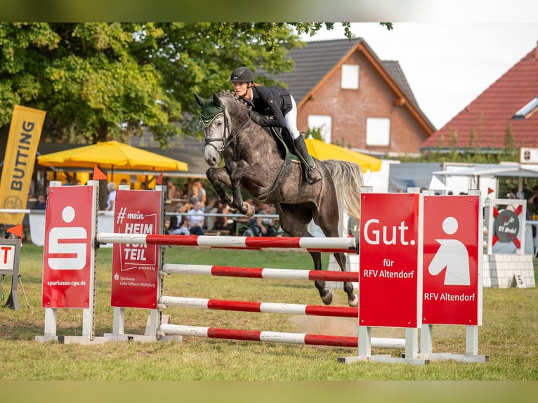 Holsteiner Merrie 7 Jaar 169 cm Schimmel in Wittingen