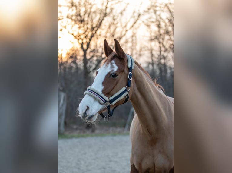 Holsteiner Merrie 7 Jaar 169 cm Vos in Großenhain
