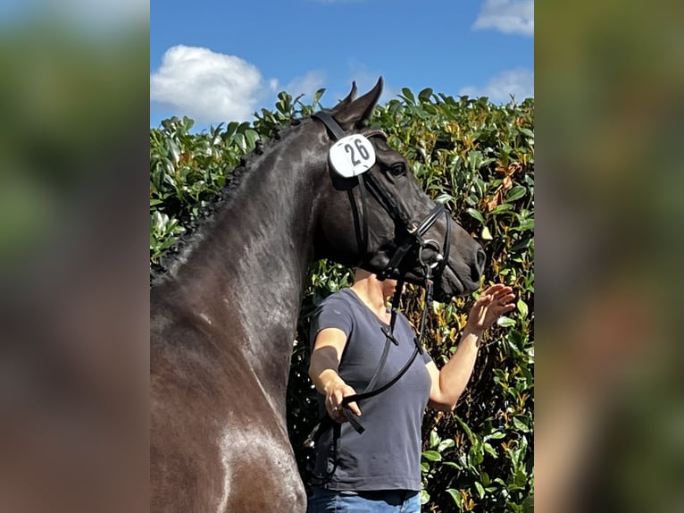 Holsteiner Merrie 7 Jaar 169 cm Zwartbruin in Averlak