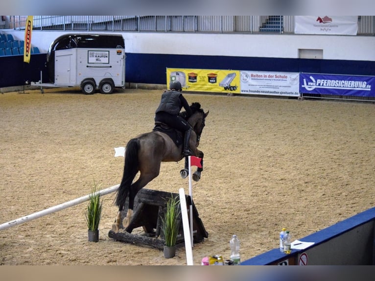 Holsteiner Merrie 7 Jaar 170 cm Bruin in Havelberg