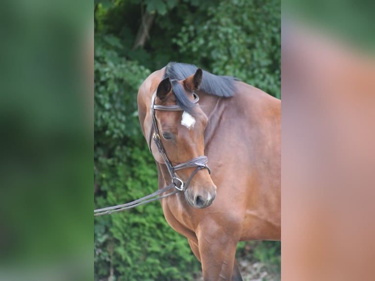 Holsteiner Merrie 7 Jaar 170 cm Bruin in Emkendorf