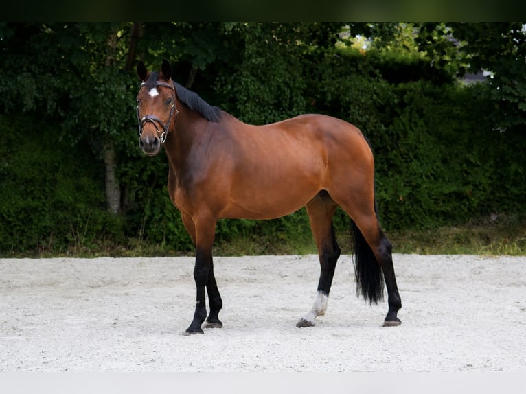 Holsteiner Merrie 7 Jaar 170 cm Bruin in Emkendorf