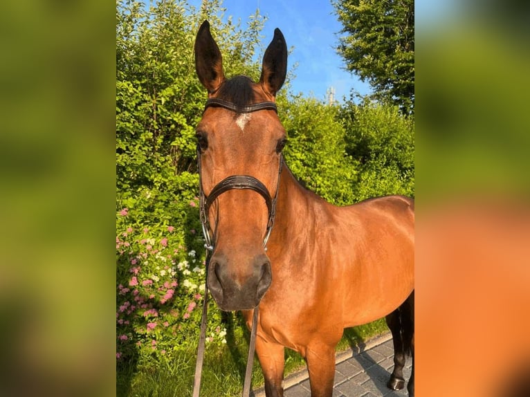 Holsteiner Merrie 7 Jaar 170 cm Bruin in Warstein