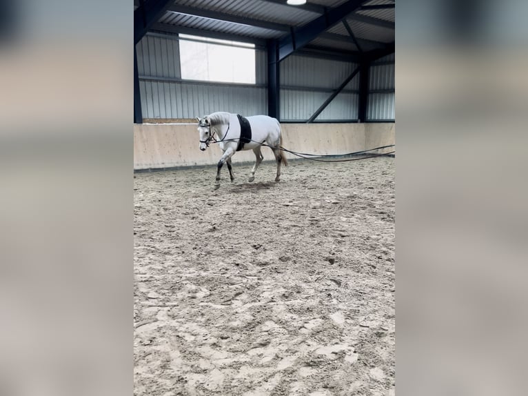 Holsteiner Merrie 7 Jaar 171 cm Schimmel in Neukirchen