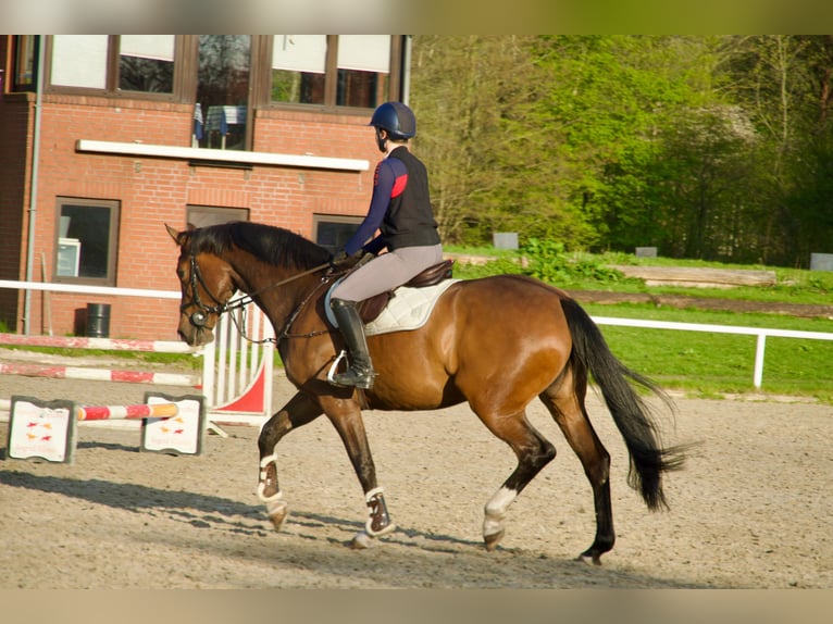 Holsteiner Merrie 7 Jaar 172 cm Bruin in Haren