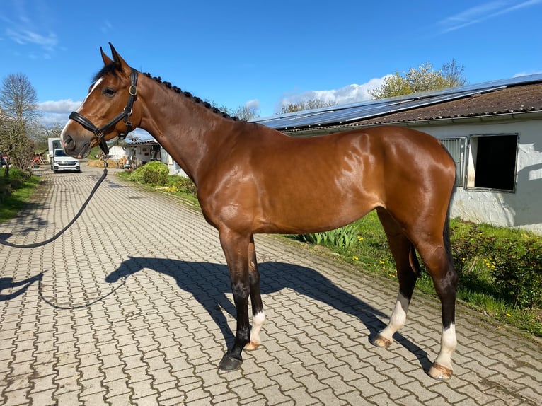 Holsteiner Merrie 7 Jaar 172 cm Bruin in Weil der Stadt