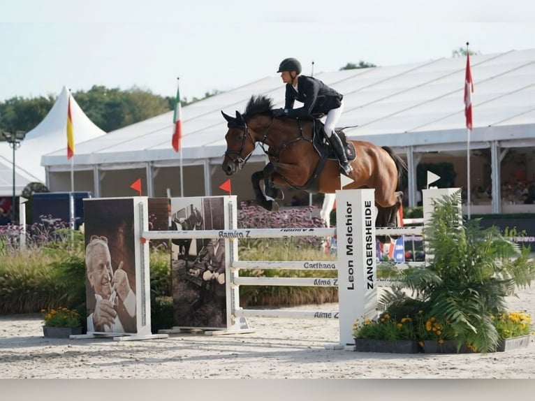 Holsteiner Merrie 7 Jaar 172 cm Donkere-vos in Rhinow